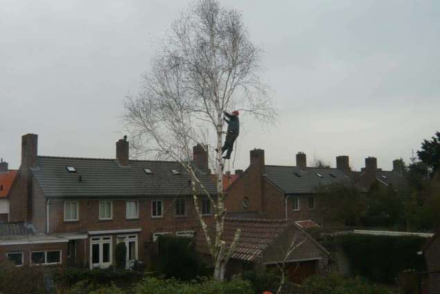 Rooien van een berkenboom in Oss kromstraat